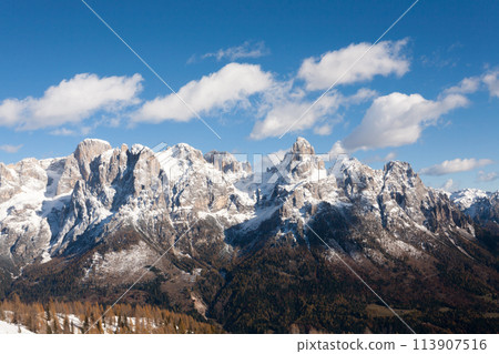 Larches in autumn dress on snow covered ground 113907516