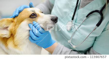 Veterinarian examines dog of corgi breed in veterinary clinic. Vet doctor is establishes contact and trust with the pet before examination. Banner. Checkup health animal. Veterinarian examines dog of corgi breed in veterinary clinic. Vet doctor is establishes contact and trust with the pet before examination. Banner. Checkup health animal. 113907657