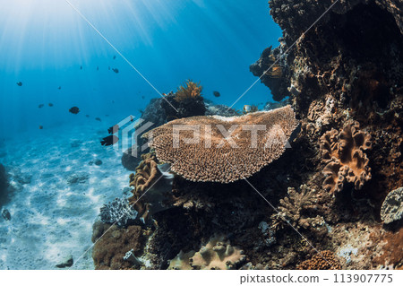 Tropical underwater life with corals and fishes in transparent blue ocean Tropical underwater life with corals and fishes in transparent blue ocean 113907775
