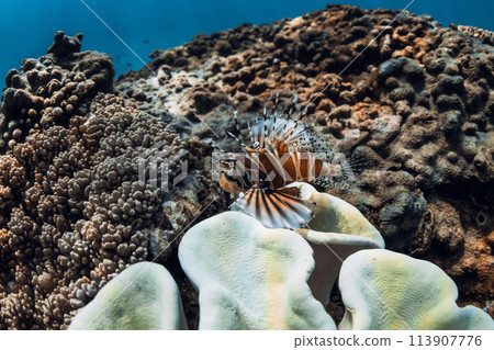 Red lionfish or Pterois volitan on coral reef in tropical blue sea 113907776