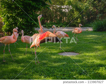 Pink Flamingo at Frankfurt Zoo, sunset time. walk in Frankfurt Zoological garden, founded in 1858 and second oldest zoo in Germany Pink Flamingo at Frankfurt Zoo, sunset time. walk in Frankfurt Zoological garden, founded in 1858 and second oldest zoo in Germany 113907827