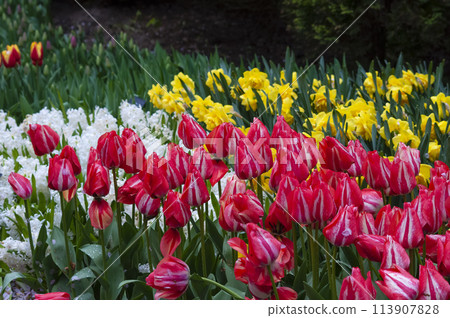 Keukenhof park of flowers and tulips in the Netherlands. Beautiful outdoor scenery at Holland Keukenhof park of flowers and tulips in the Netherlands. Beautiful outdoor scenery at Holland 113907828