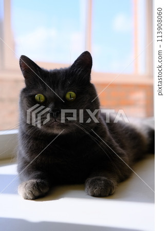 Gray british cat lying near the window. Cute kitten sitting on the window 113908060