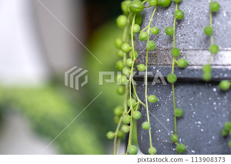 Long lashes of succulent Senecio rowleyanus in a concrete pot hang with round turtle leaves. Senecio rowley close-up in the interior on a white background, an ornamental plant 113908373