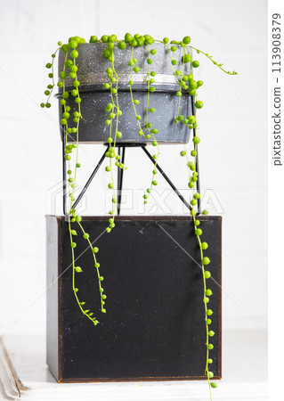 Long lashes of succulent Senecio rowleyanus in a concrete pot hang with round turtle leaves. Senecio rowley close-up in the interior on a white background, an ornamental plant 113908379