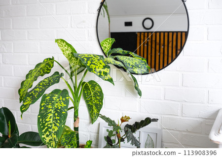 dieffenbachia Chita with large variegated leaves in a white loft-style interior. Growing interior plants decorative in a pot 113908396