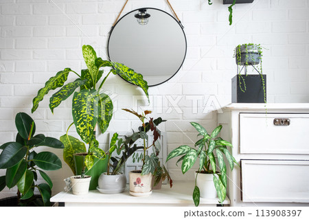 dieffenbachia Chita with large variegated leaves in a white loft-style interior. Growing interior plants decorative in a pot 113908397