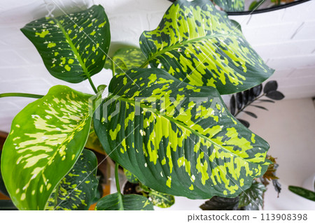 dieffenbachia Chita with large variegated leaves in a white loft-style interior. Growing interior plants decorative in a pot dieffenbachia Chita with large variegated leaves in a white loft-style interior. Growing interior plants decorative in a pot 113908398