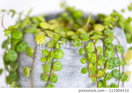 Long lashes of peperomium prostrate in a concrete pot hang with round turtle leaves. Peperomy close-up in the interior on a white background, an ornamental plant Long lashes of peperomium prostrate in a concrete pot hang with round turtle leaves. Peperomy close-up in the interior on a white background, an ornamental plant 113908410