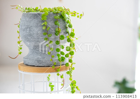 Long lashes of peperomium prostrate in a concrete pot hang with round turtle leaves. Peperomy close-up in the interior on a white background, an ornamental plant Long lashes of peperomium prostrate in a concrete pot hang with round turtle leaves. Peperomy close-up in the interior on a white background, an ornamental plant 113908413