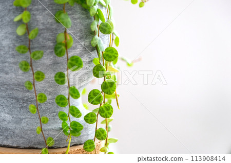 Long lashes of peperomium prostrate in a concrete pot hang with round turtle leaves. Peperomy close-up in the interior on a white background, an ornamental plant Long lashes of peperomium prostrate in a concrete pot hang with round turtle leaves. Peperomy close-up in the interior on a white background, an ornamental plant 113908414