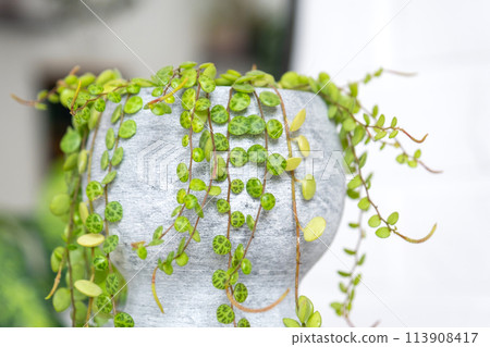 Long lashes of peperomium prostrate in a concrete pot hang with round turtle leaves. Peperomy close-up in the interior on a white background, an ornamental plant 113908417