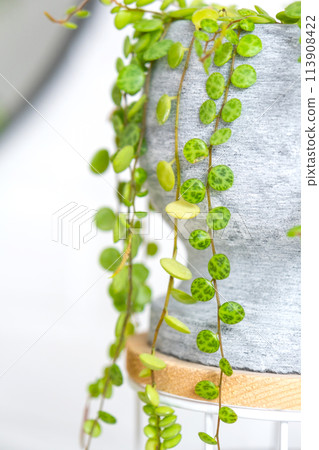 Long lashes of peperomium prostrate in a concrete pot hang with round turtle leaves. Peperomy close-up in the interior on a white background, an ornamental plant 113908422