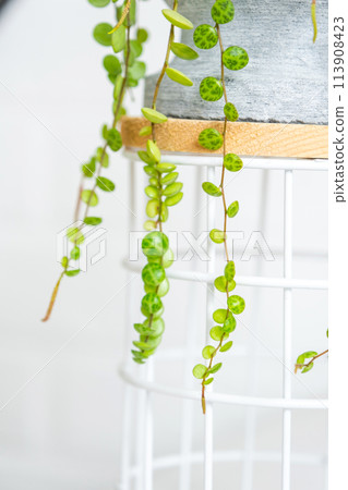 Long lashes of peperomium prostrate in a concrete pot hang with round turtle leaves. Peperomy close-up in the interior on a white background, an ornamental plant 113908423