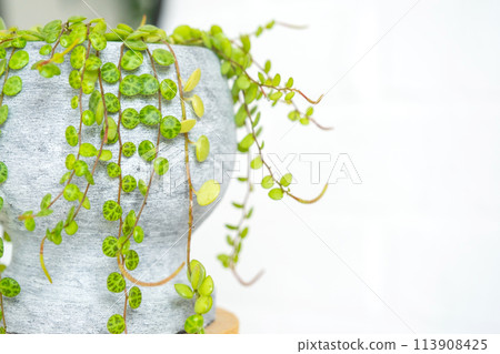 Long lashes of peperomium prostrate in a concrete pot hang with round turtle leaves. Peperomy close-up in the interior on a white background, an ornamental plant 113908425