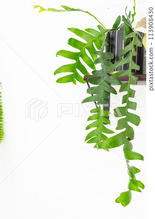 Marniera chrysocardium epiphyllum is a forest cactus on a shelf in the shape of a house on a white brick wall. Home potted plant in the interior 113908430