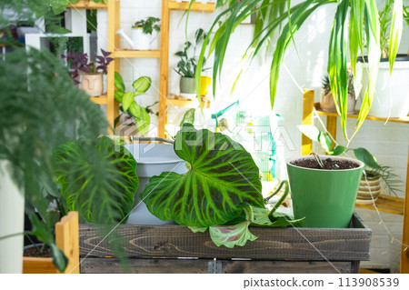 Philodendron on the table for transplanting and caring for domestic plants in the interior of a green house with potted plants 113908539