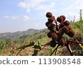 a plant tree with red flowers and green leaves and grass on nature blue clouds sky landscape and hills at summer in Uganda 113908548