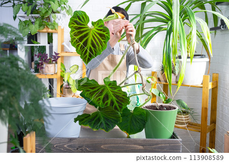 Woman in apron holds large striped philodendron leaf and Caring for potted plant, Transplanting and repotting large home plant Philodendron verrucosum into a new bigger pot in home interior. Woman in apron holds large striped philodendron leaf and Caring for potted plant, Transplanting and repotting large home plant Philodendron verrucosum into a new bigger pot in home interior. 113908589