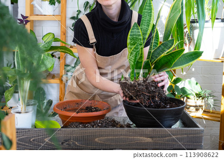 Repotting and caring home plant succulents of sansevieria into new pot in home interior. Woman grows plants as a hobby, holds Varietal sansevieria trifasciata Repotting and caring home plant succulents of sansevieria into new pot in home interior. Woman grows plants as a hobby, holds Varietal sansevieria trifasciata 113908622