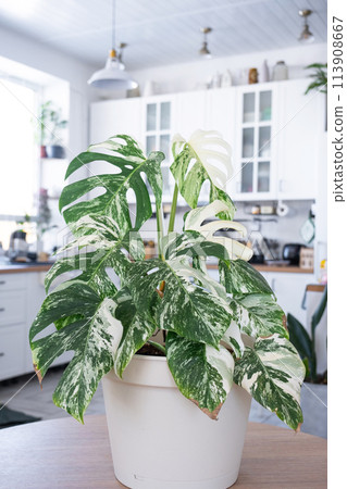 Monstera Alba is a rare variegate close-up in the interior on the stand. Houseplant Growing and caring for indoor plant, green home Monstera Alba is a rare variegate close-up in the interior on the stand. Houseplant Growing and caring for indoor plant, green home 113908667