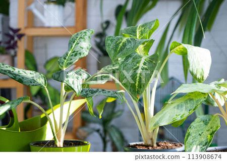 Aglaonema on the table for transplanting and caring for domestic plants in the interior of a green house with potted plants Aglaonema on the table for transplanting and caring for domestic plants in the interior of a green house with potted plants 113908674