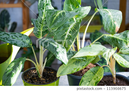Aglaonema on the table for transplanting and caring for domestic plants in the interior of a green house with potted plants Aglaonema on the table for transplanting and caring for domestic plants in the interior of a green house with potted plants 113908675