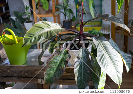 Philodendron on the table for transplanting and caring for domestic plants in the interior of a green house with potted plants Philodendron on the table for transplanting and caring for domestic plants in the interior of a green house with potted plants 113908676
