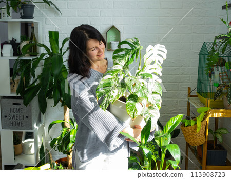 Woman holds home plant rare variegate monstera Alba into pot in home interior. 113908723