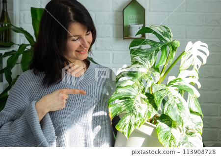 Woman holds home plant rare variegate monstera Alba into pot in home interior. 113908728