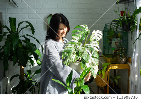 Woman holds home plant rare variegate monstera Alba into pot in home interior. Woman holds home plant rare variegate monstera Alba into pot in home interior. 113908730