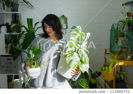 Woman holds home plant rare variegate monstera Alba into pot in home interior. 113908731