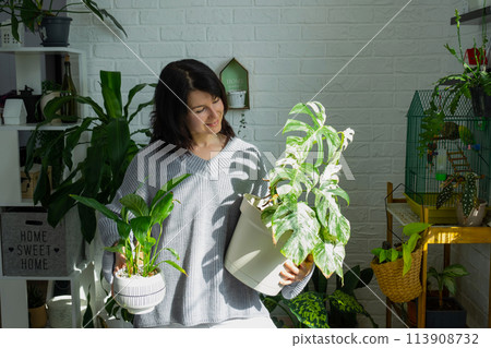 Woman holds home plant rare variegate monstera Alba into pot in home interior. 113908732