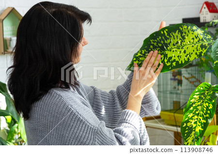 Repotting and caring home plant dieffenbachia Cheetah into new pot in home interior. Woman breeds and grows plants as a hobby, holds Varietal diffenbachia with large spotted leaves, large size Repotting and caring home plant dieffenbachia Cheetah into new pot in home interior. Woman breeds and grows plants as a hobby, holds Varietal diffenbachia with large spotted leaves, large size 113908746