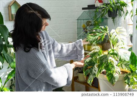 Woman holds home plant rare variegate monstera Alba into pot in home interior. 113908749