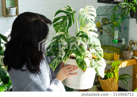 Woman holds home plant rare variegate monstera Alba into pot in home interior. Woman holds home plant rare variegate monstera Alba into pot in home interior. 113908751