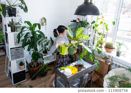 Repotting and caring home plant dieffenbachia Banana into new pot in home interior. Woman breeds and grows plants as a hobby, holds Varietal diffenbachia with large spotted leaves, large size 113908756