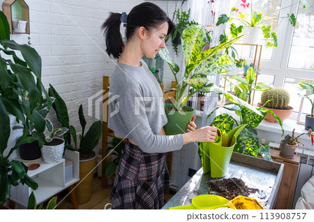 Repotting and caring home plant dieffenbachia Banana into new pot in home interior. Woman breeds and grows plants as a hobby, holds Varietal diffenbachia with large spotted leaves, large size 113908757