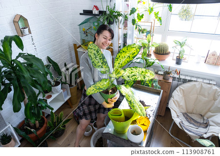Repotting and caring home plant dieffenbachia Banana into new pot in home interior. Woman breeds and grows plants as a hobby, holds Varietal diffenbachia with large spotted leaves, large size Repotting and caring home plant dieffenbachia Banana into new pot in home interior. Woman breeds and grows plants as a hobby, holds Varietal diffenbachia with large spotted leaves, large size 113908761