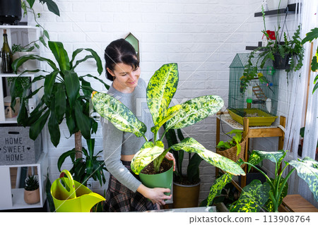 Repotting and caring home plant dieffenbachia Banana into new pot in home interior. Woman breeds and grows plants as a hobby, holds Varietal diffenbachia with large spotted leaves, large size Repotting and caring home plant dieffenbachia Banana into new pot in home interior. Woman breeds and grows plants as a hobby, holds Varietal diffenbachia with large spotted leaves, large size 113908764