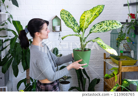 Repotting and caring home plant dieffenbachia Banana into new pot in home interior. Woman breeds and grows plants as a hobby, holds Varietal diffenbachia with large spotted leaves, large size Repotting and caring home plant dieffenbachia Banana into new pot in home interior. Woman breeds and grows plants as a hobby, holds Varietal diffenbachia with large spotted leaves, large size 113908765