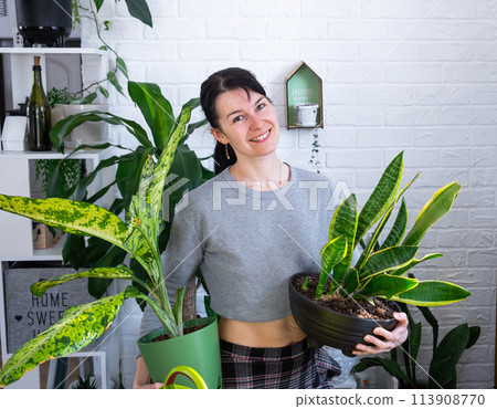 Repotting and caring home plant dieffenbachia Banana into new pot in home interior. Woman breeds and grows plants as a hobby, holds Varietal diffenbachia with large spotted leaves, large size Repotting and caring home plant dieffenbachia Banana into new pot in home interior. Woman breeds and grows plants as a hobby, holds Varietal diffenbachia with large spotted leaves, large size 113908770