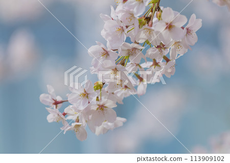 櫻花盛開，櫻花在藍天，凱倫 113909102