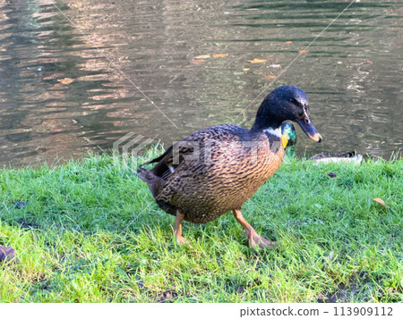 Europen mallard duck standing on the grass 113909112