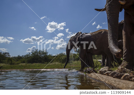African bush elephant in Kruger National park, South Africa 113909144