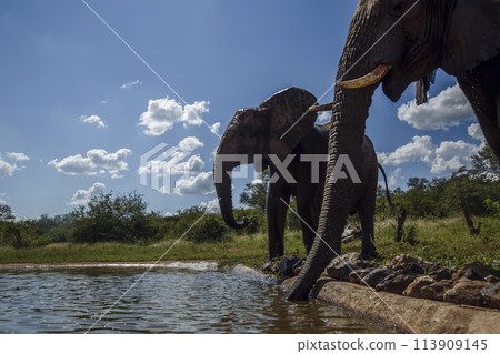 African bush elephant in Kruger National park, South Africa 113909145