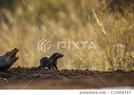 Common dwarf mongoose in Kruger National park, South Africa Common dwarf mongoose in Kruger National park, South Africa 113909147