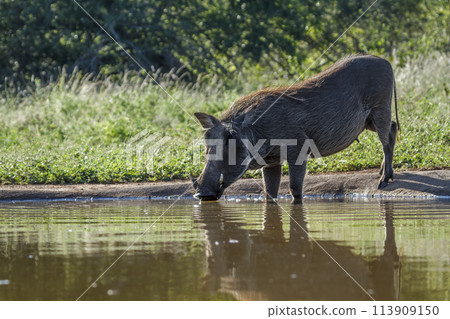 Common warthog in Kruger National park, South Africa Common warthog in Kruger National park, South Africa 113909150