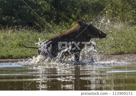 Common warthog in Kruger National park, South Africa 113909151