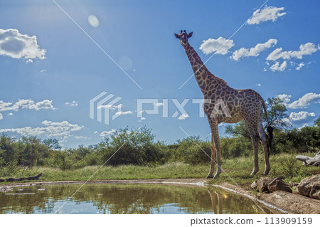 Giraffe in Kruger National park, South Africa 113909159